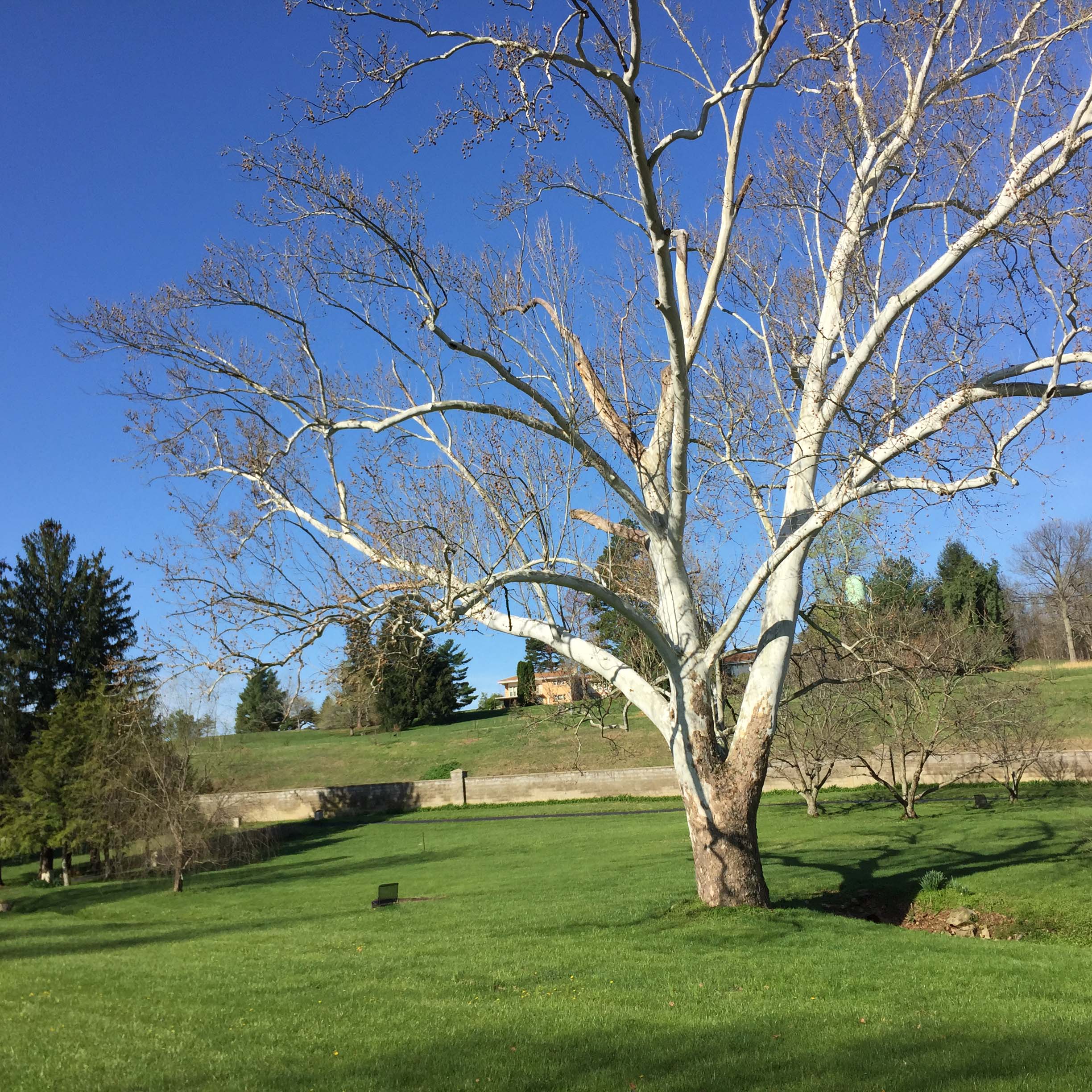 picture of a tree about to bloom